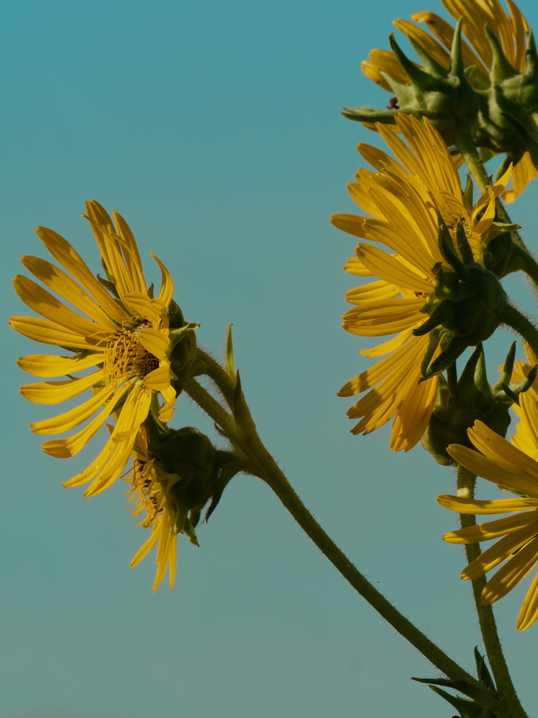 compass plant by rminer