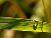 16th Aug 2020 - water drop