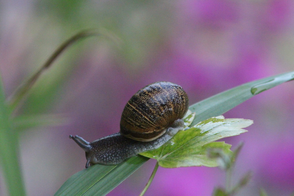 slippery  snail. by callymazoo