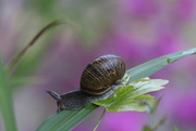 22nd Jul 2020 - slippery  snail.