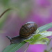 slippery  snail. by callymazoo