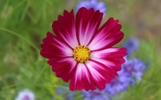 16th Aug 2020 - Cosmos And Bachelor Buttons