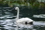 17th Aug 2020 - Trumpeter Swan