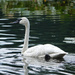 Trumpeter Swan by annepann