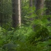 Deep forest by helenhall