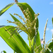 Our Corn is Tasseling! by bjywamer