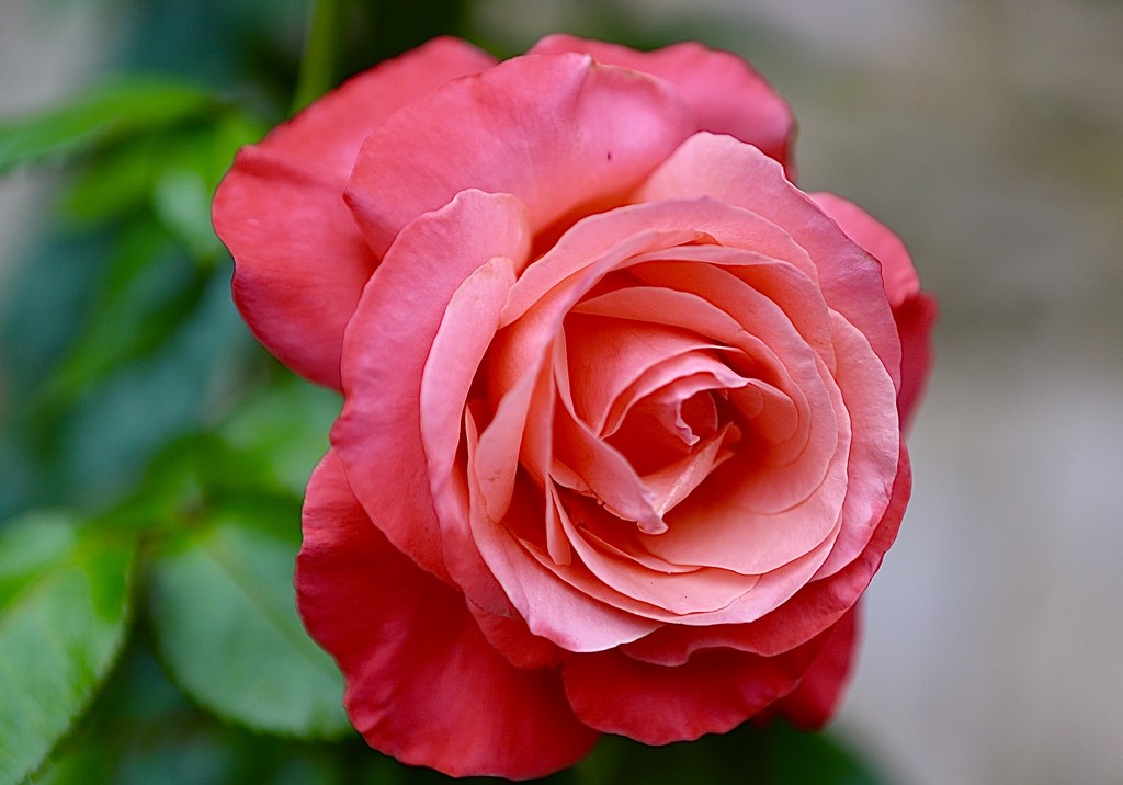 Pink Rose by carole_sandford