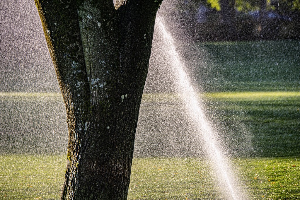 Spray and Tree by granagringa