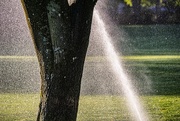 4th Aug 2020 - Spray and Tree