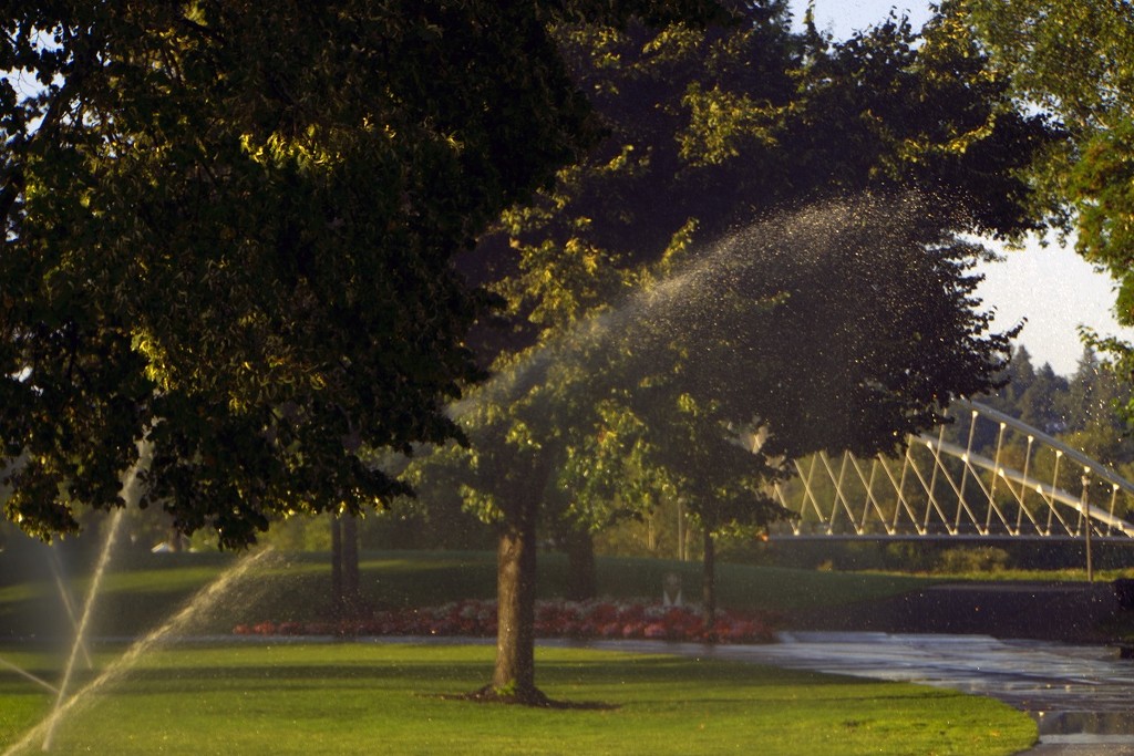 Watering the Trees by granagringa