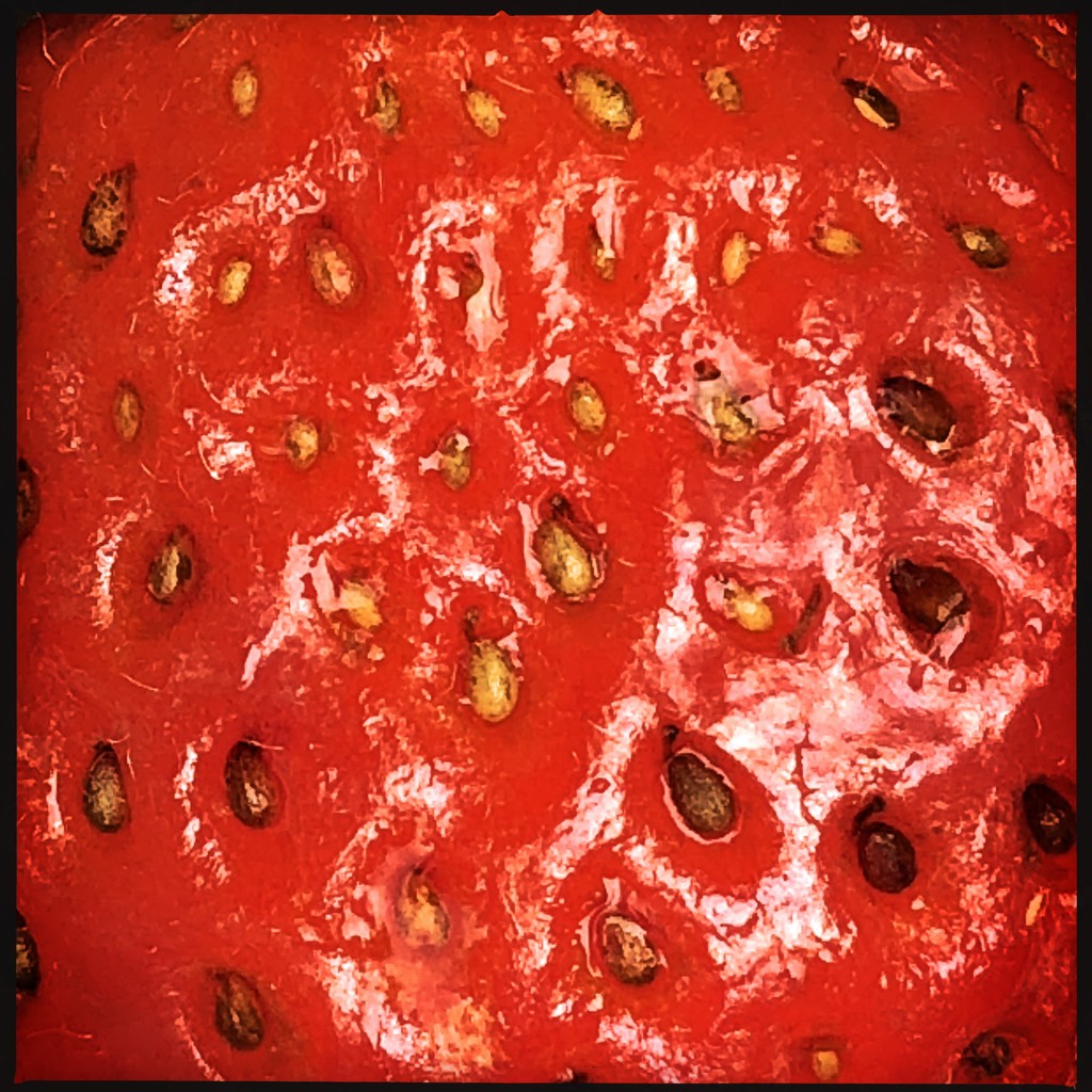 Red fruit by mastermek