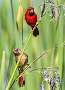 16th Aug 2020 - Wetlands Cardinals