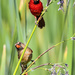 Wetlands Cardinals by photographycrazy