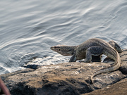 17th Aug 2020 - Lizard on land