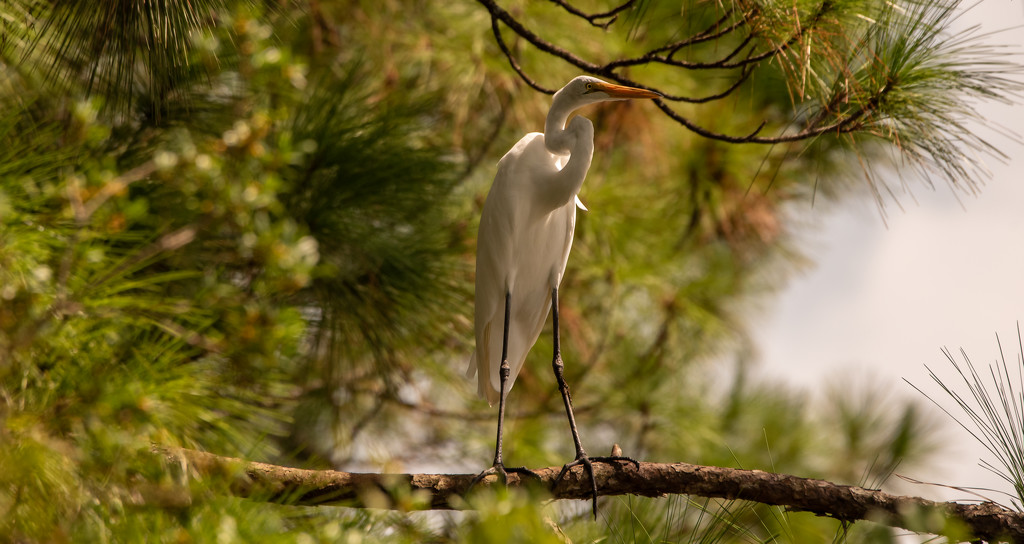 Egret in the Pine! by rickster549