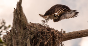 16th Aug 2020 - Young Osprey Taking Off!