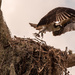 Young Osprey Taking Off! by rickster549