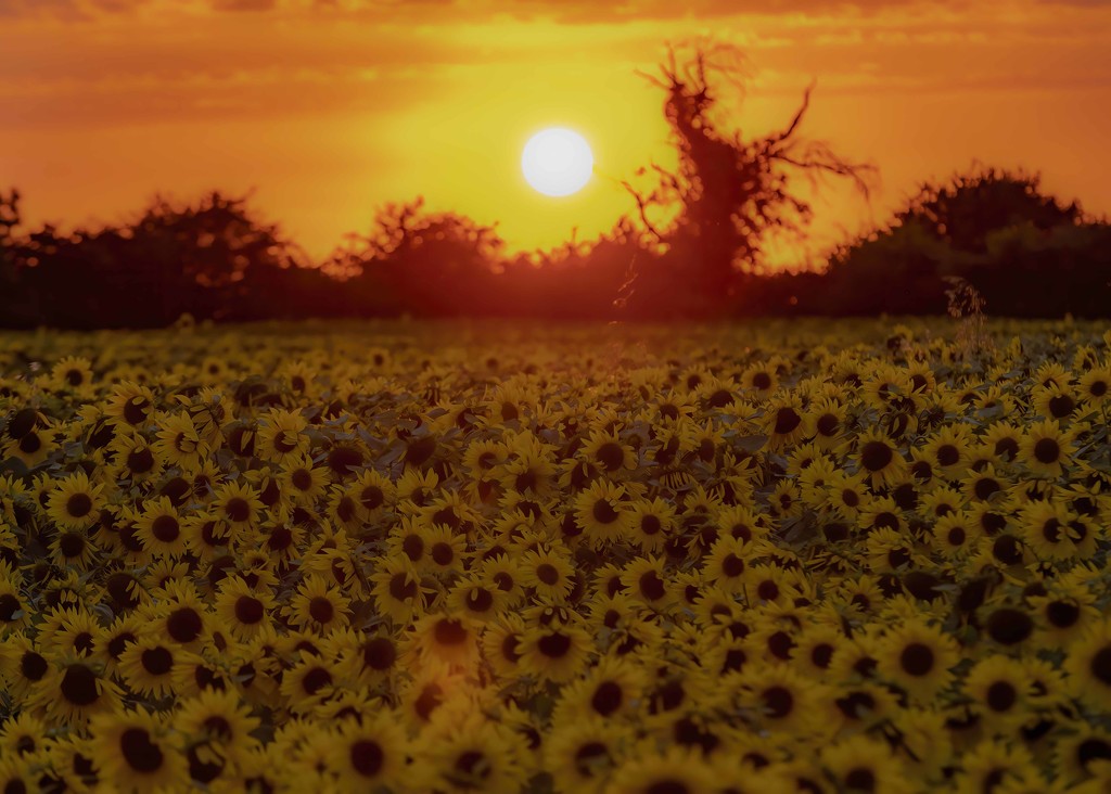 Setting sun over the sunflower field by shepherdmanswife