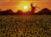 17th Aug 2020 - Setting sun over the sunflower field