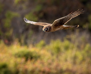 16th Aug 2020 - Northern Harrier