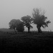 Misty Morning 2 by allsop