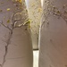Acacia rostellifera by narayani