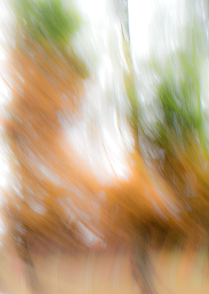 Tree Abstract 6 by annied