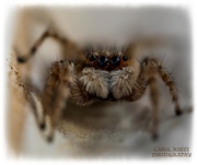 17th Aug 2020 - Jumping Spider (on Rosie's balcony)