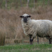 Sheep with a heavy coat by gosia