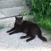 Black Cat Appreciation Day by spanishliz
