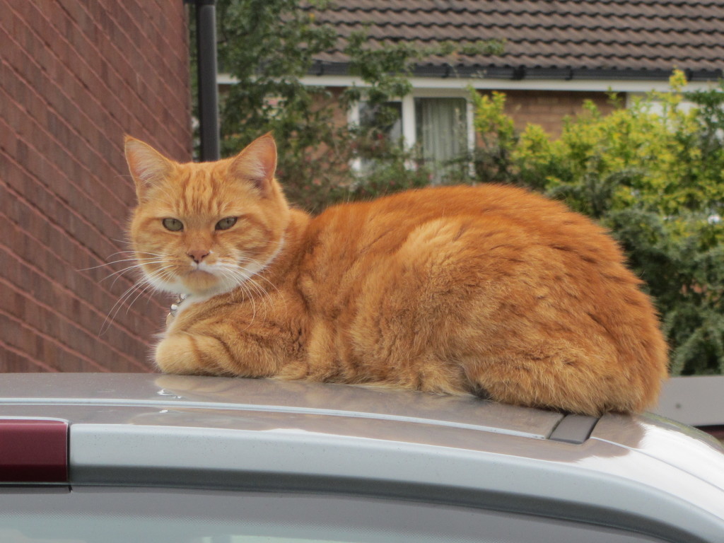 Ginger cat on car roof. by grace55