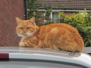 17th Aug 2020 - Ginger cat on car roof.