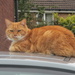 Ginger cat on car roof. by grace55