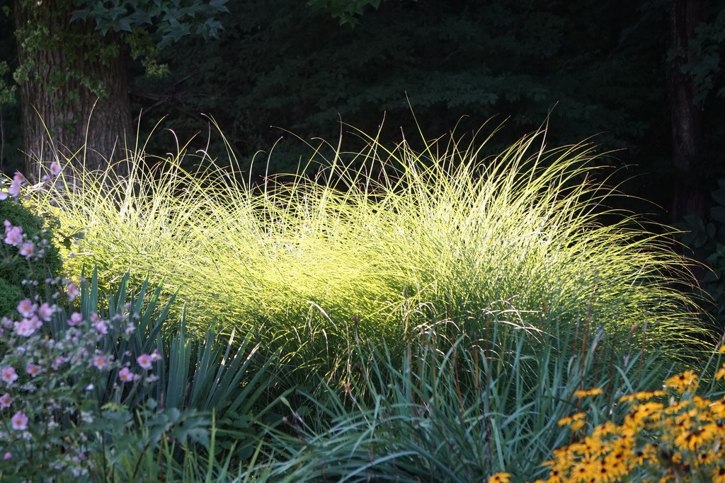 Morning light on the miscanthus by tunia