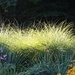 Morning light on the miscanthus by tunia