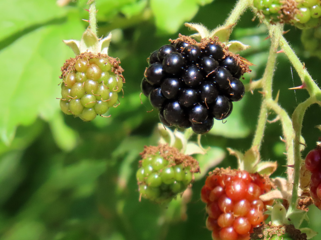 Blackberry Ripening Stages by seattlite