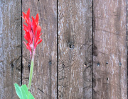 17th Aug 2020 - Fence And Flower