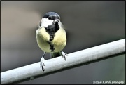 17th Aug 2020 - Great Tit