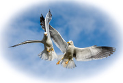 17th Aug 2020 - Dance of the Gulls
