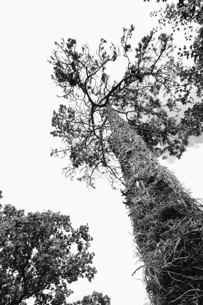 A very hairy tree by rumpelstiltskin