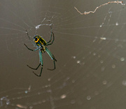 17th Aug 2020 - Venusta Orchard Spider