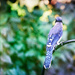 Thoughtful Bluejay by gardencat