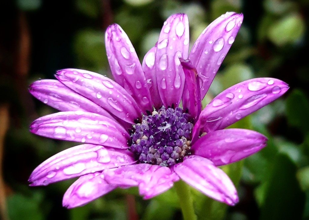 Wet daisy  by salza