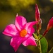 LHG-0872- mandevilla bloom by rontu