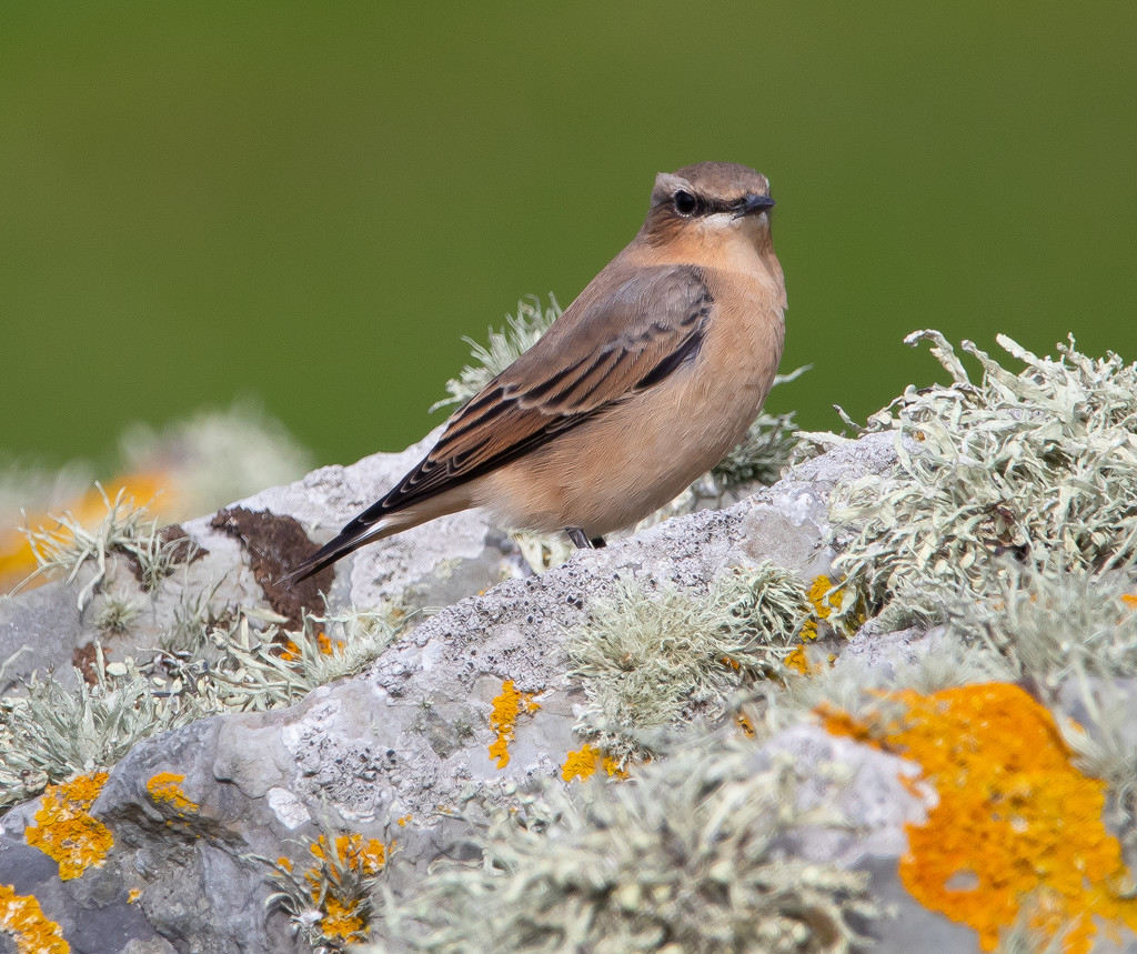 Wheatear by lifeat60degrees