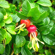 17th Aug 2020 - Rosehips