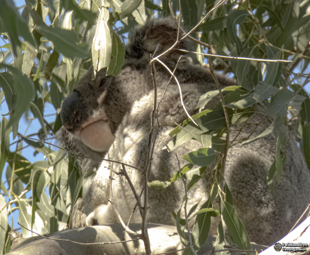 I'm ignoring you by koalagardens