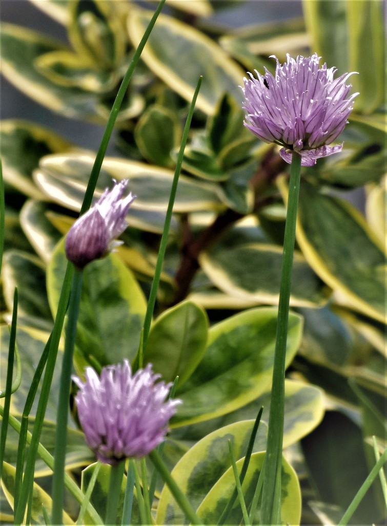 Chives  by beryl