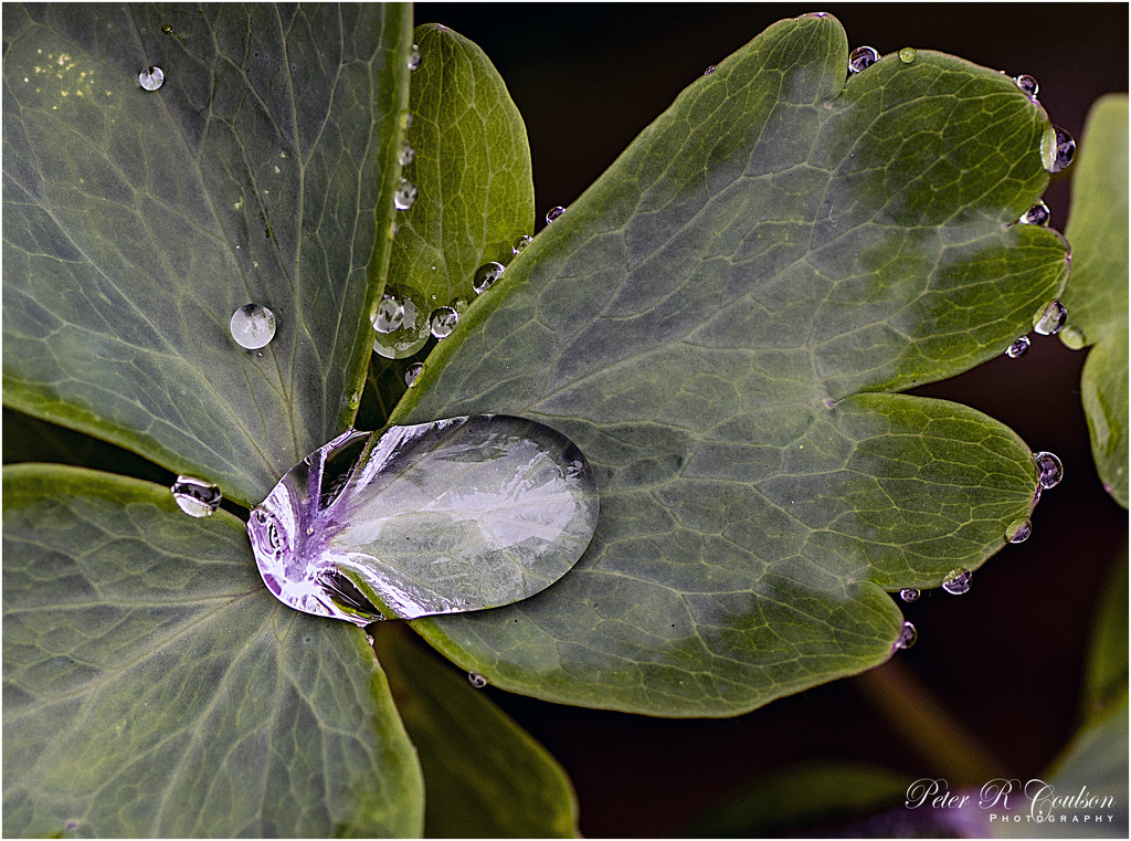 Droplets by pcoulson