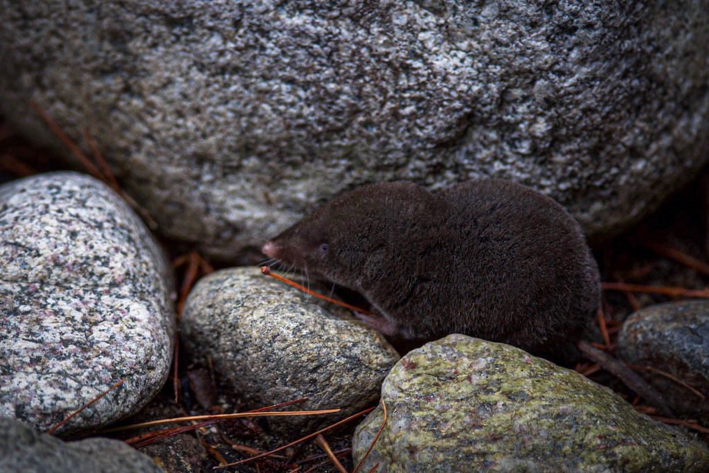 A juvenile Eastern Mole by berelaxed